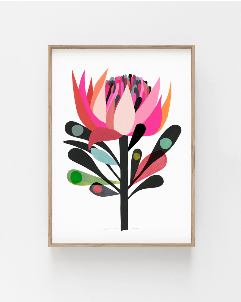 Cardinal Waratah Art Print